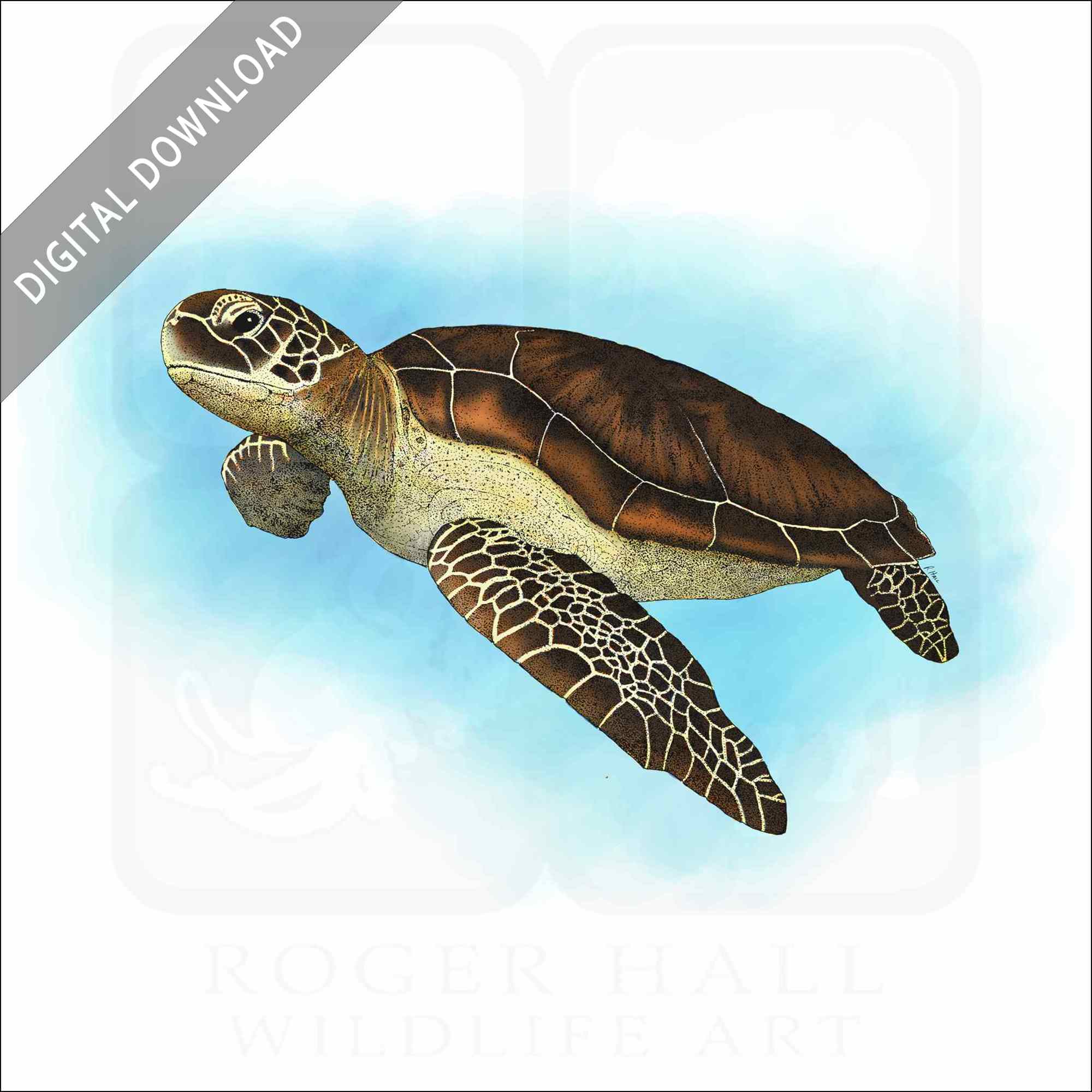 Stock art drawing of a green sea turtle