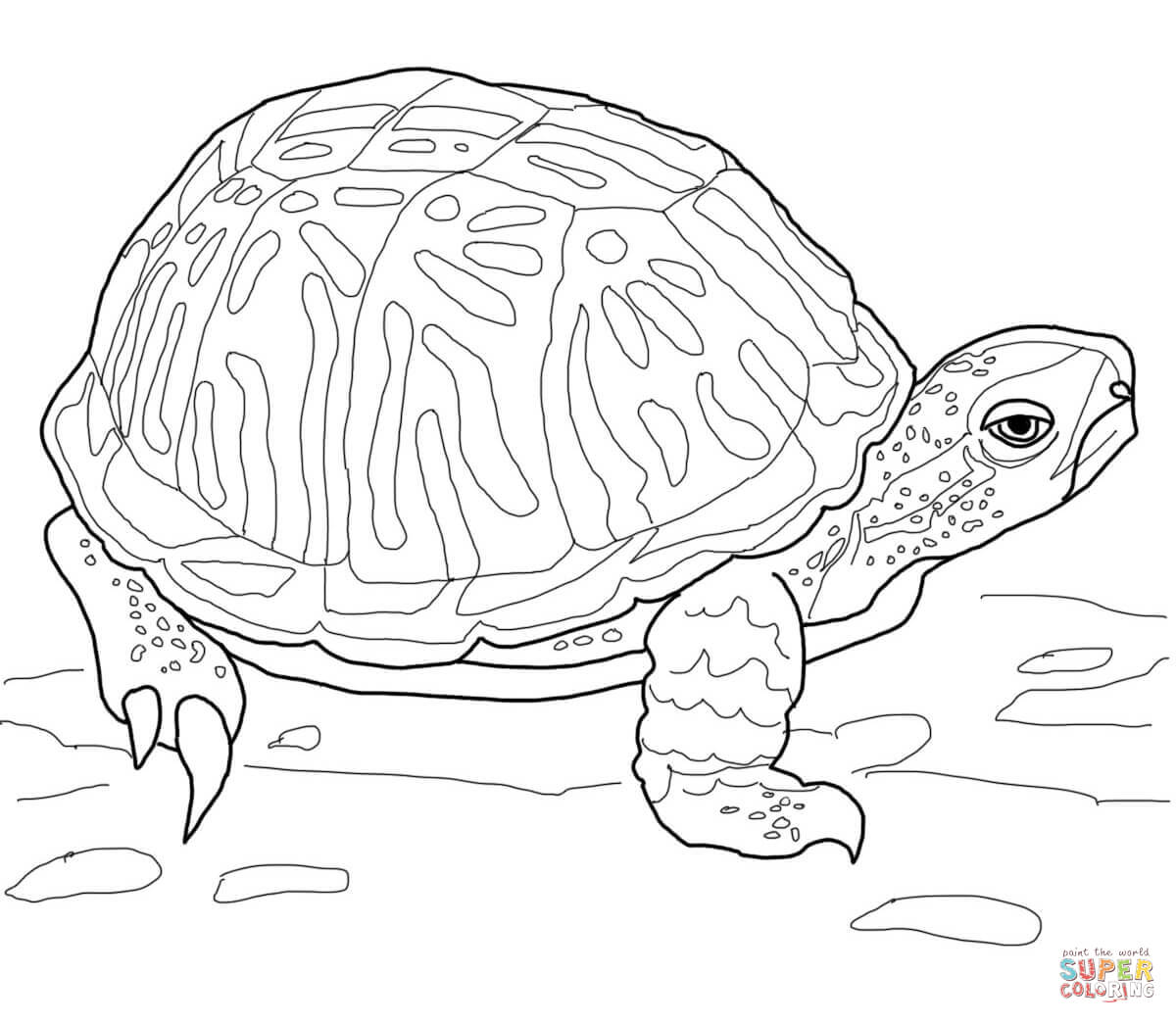 Ornate box turtle coloring page free printable coloring pages