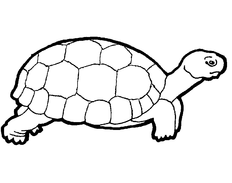 Free printable turtle coloring pages for kids