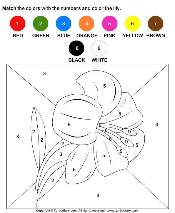 Download and print turtle diarys color by matching with numbers worksheet our large collectâ preschool worksheets colouring pages kindergarten coloring sheets