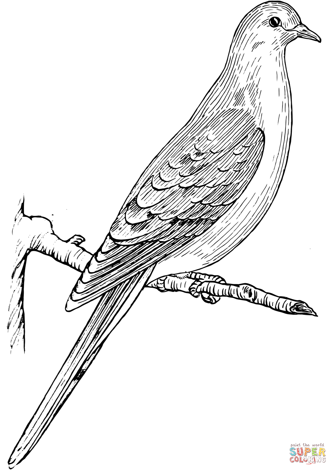 Mourning dove coloring page free printable coloring pages