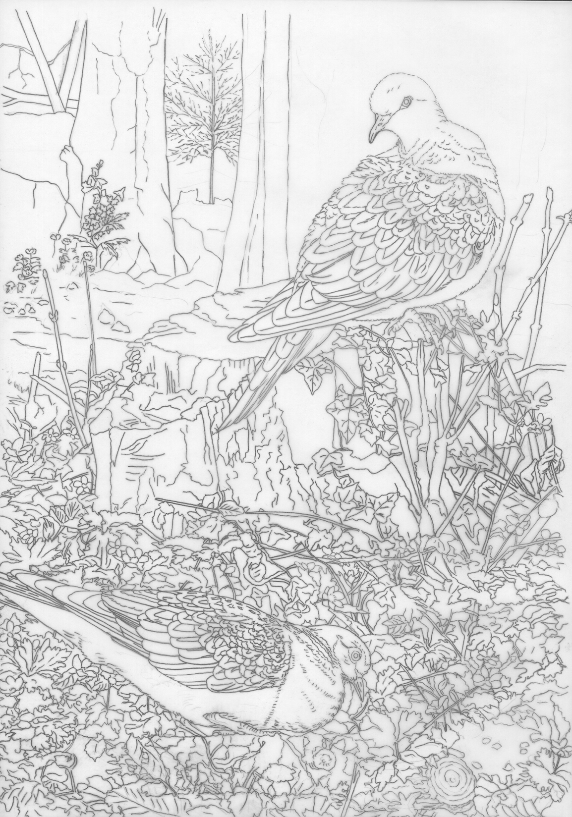 Picture profile turtle doves commission tinas fine art