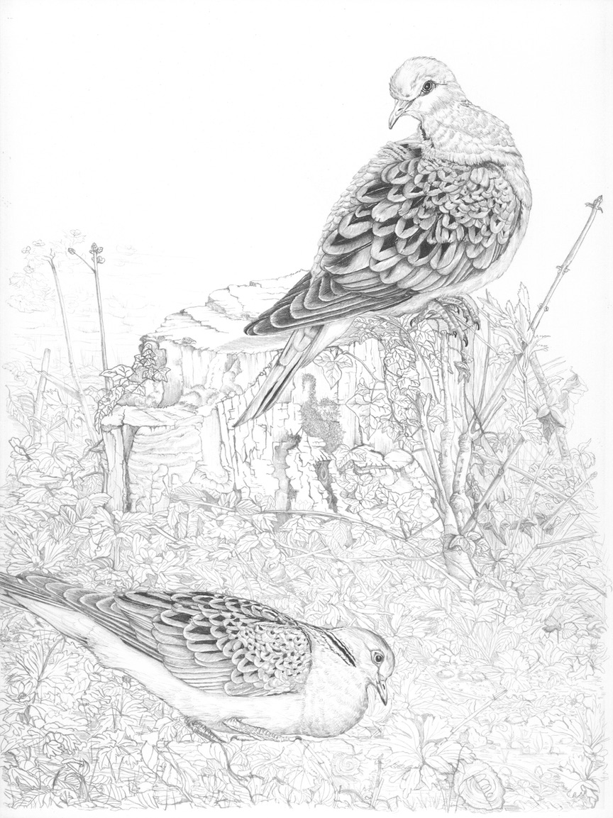 Picture profile turtle doves commission tinas fine art