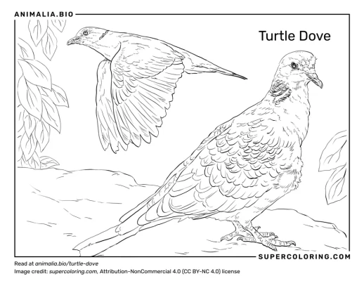 European turtle dove