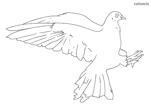 Birds coloring pages free printable bird coloring sheets