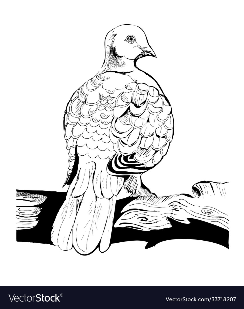 Turtle dove royalty free vector image