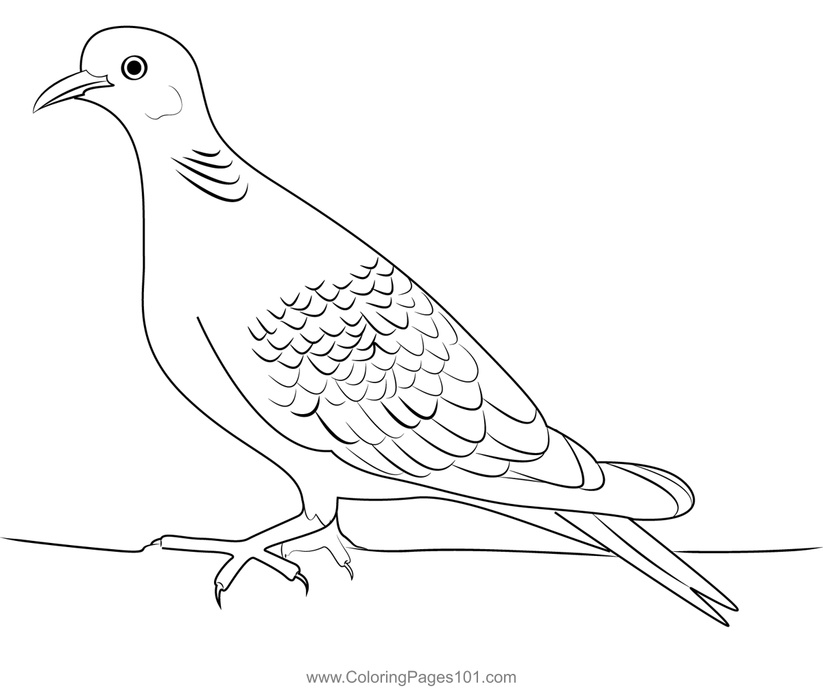 Turtle dove coloring page turtle dove coloring pages doves