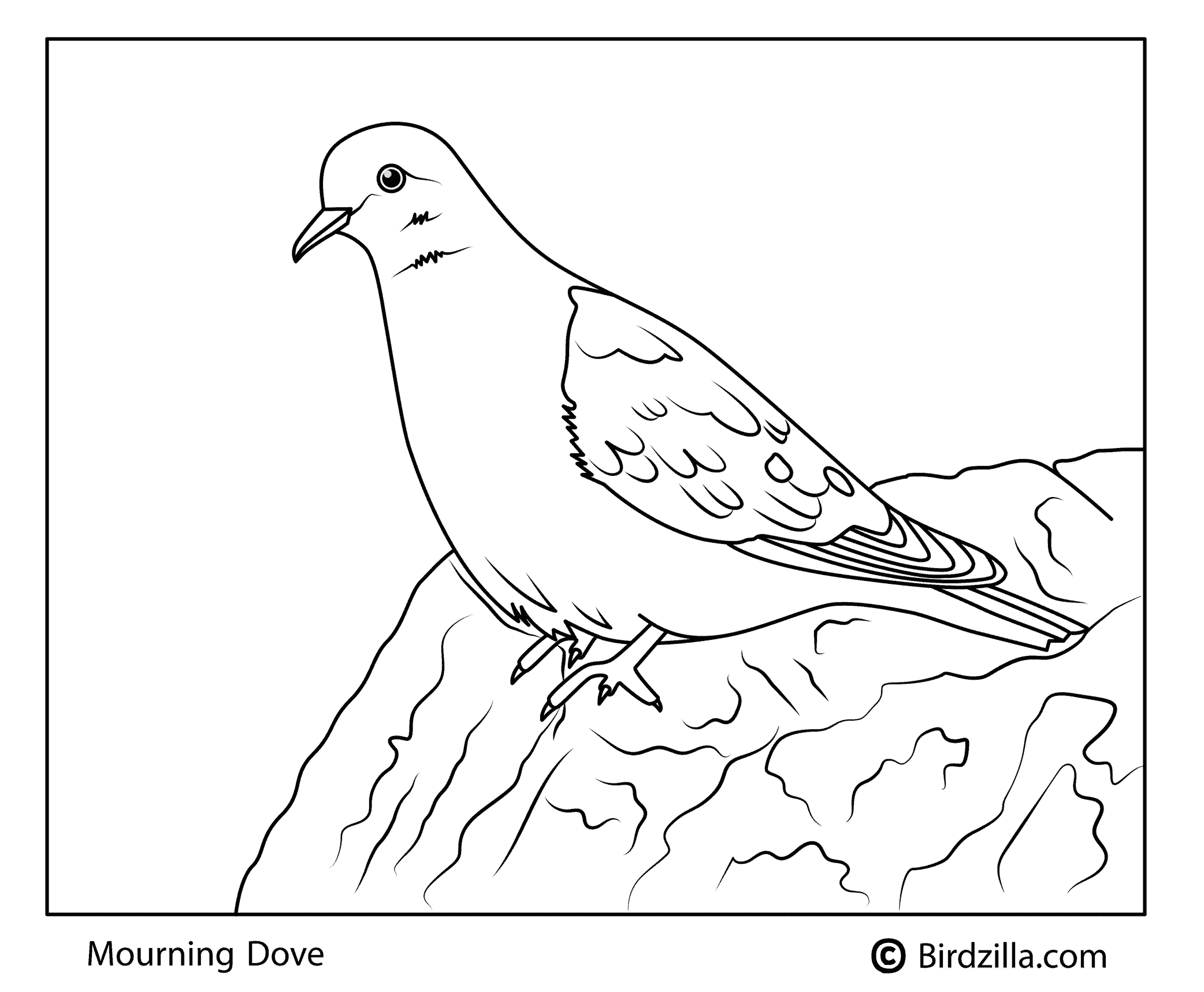 Bird coloring pages