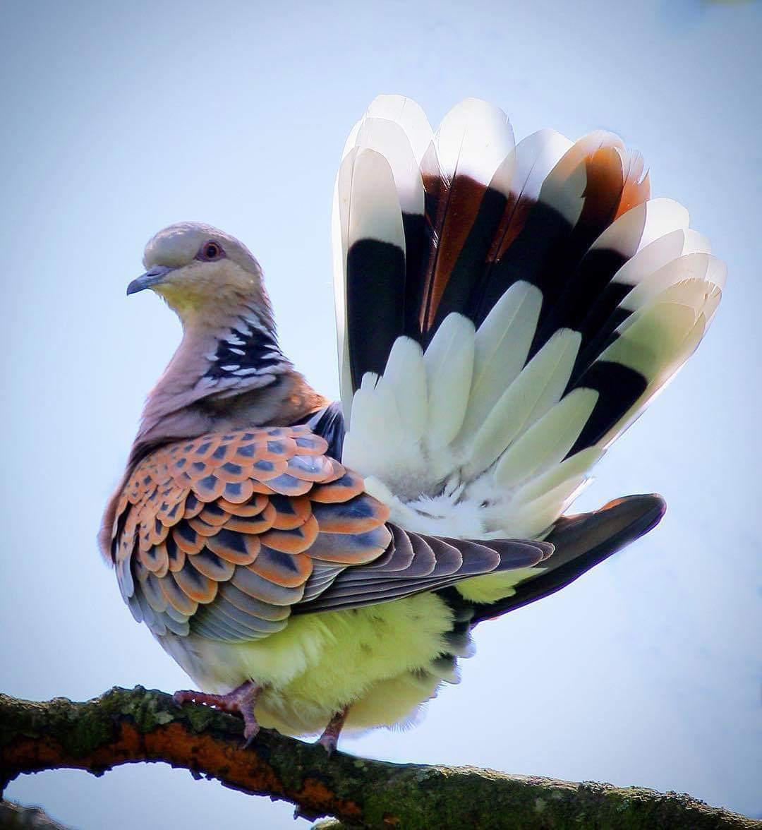 The colors on this turtle dove are gorgeous rpics