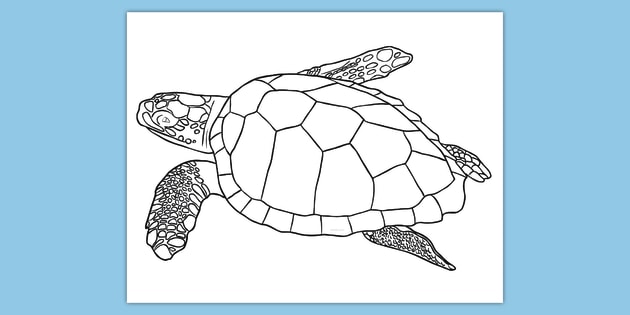 Free sea turtle coloring page world oceans day usa