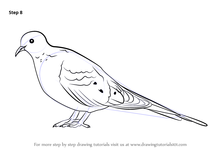 How to draw a mourning dove birds step by step