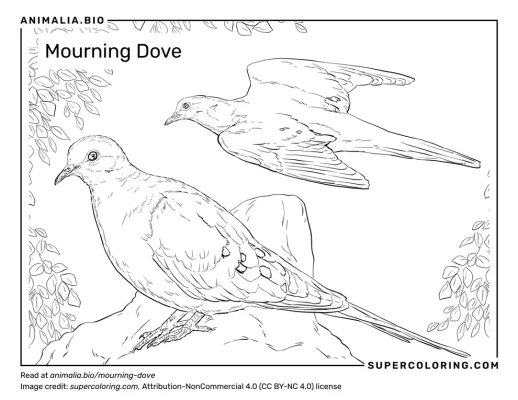 Mourning dove