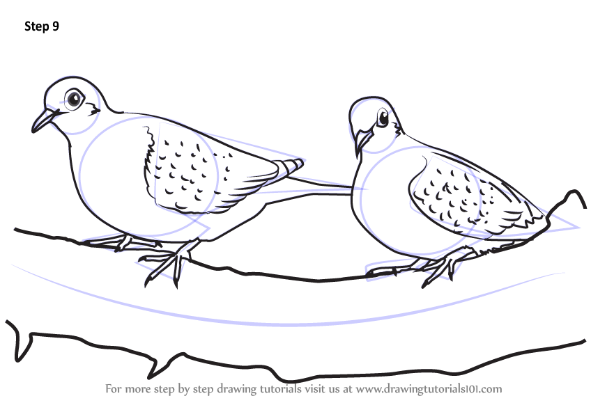 How to draw turtledoves birds step by step