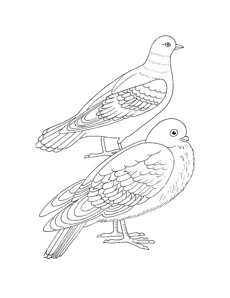 Online coloring pages two coloring two doves birds