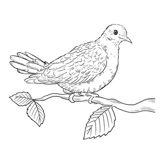 Page birds nest coloring page images