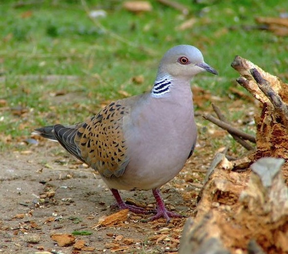 Learn about turtle doves