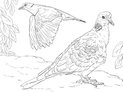 Turtle doves coloring page free printable coloring pages