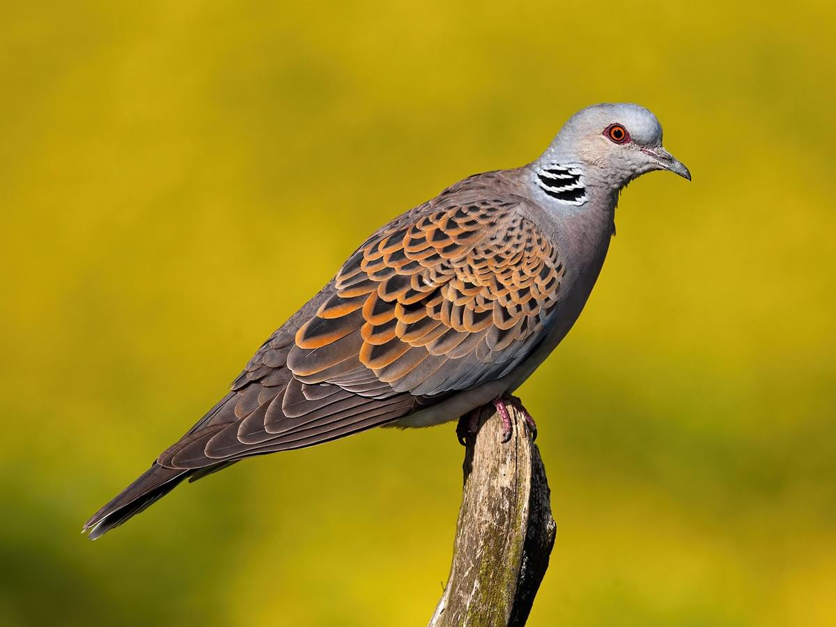 Turtle dove bird facts streptopelia turtur