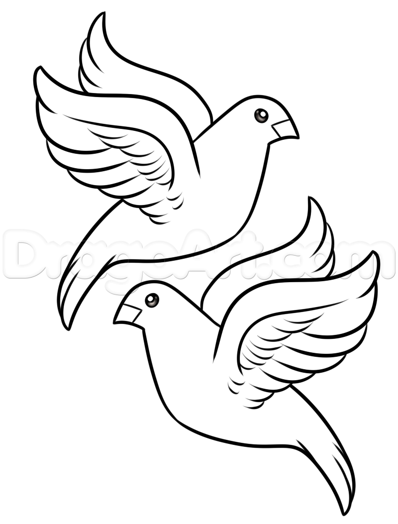 How to draw turtle doves step by step birds animals free turtle drawing dove drawing bird drawings