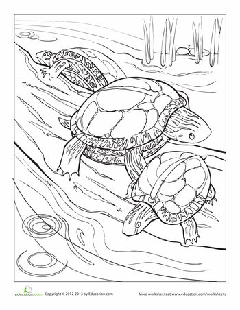 Painted turtle worksheet education turtle coloring pages turtle painting coloring pages