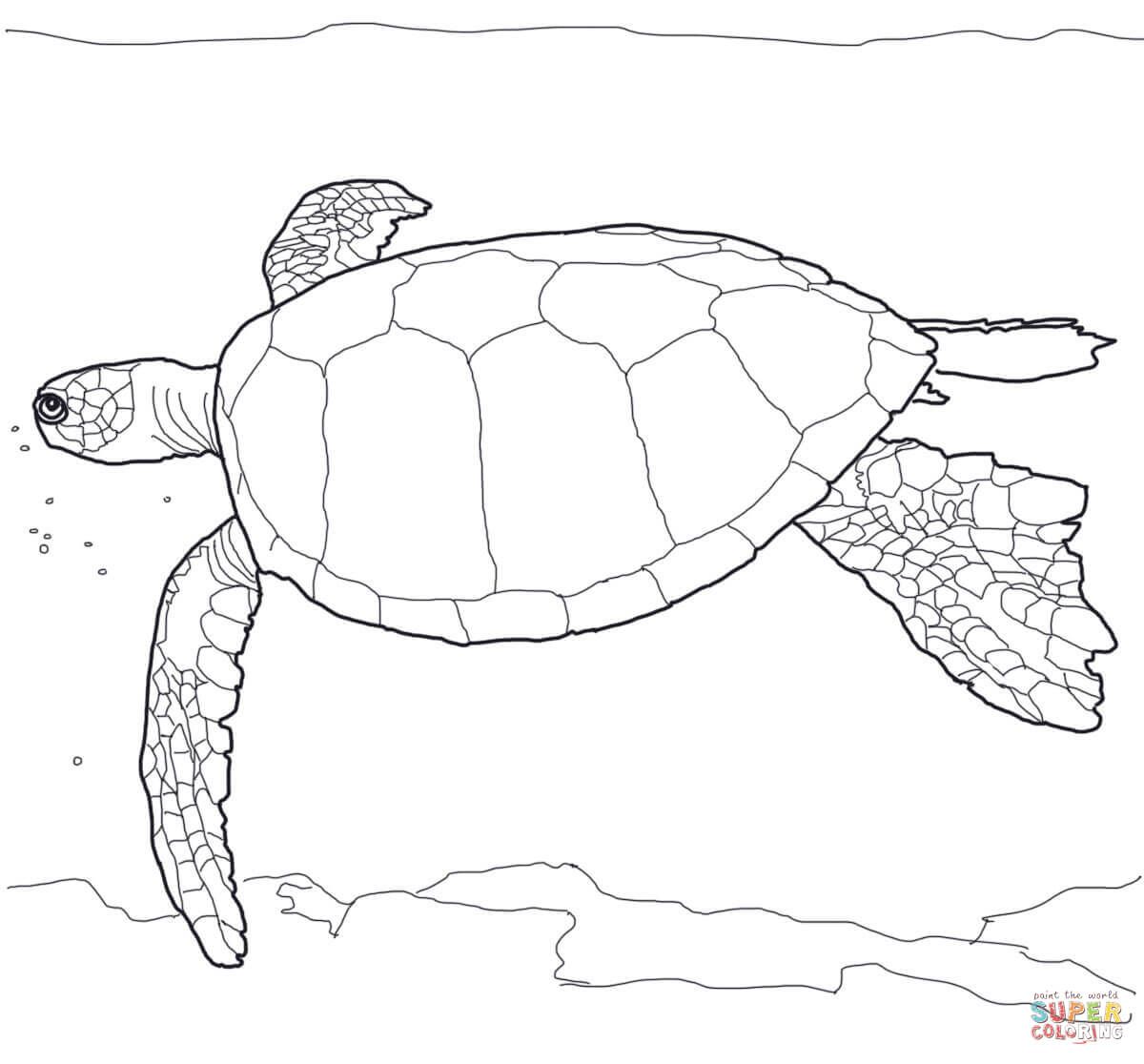 Hawaiian green sea turtle coloring page free printable coloring pages turtle coloring pages animal coloring pages coloring pages