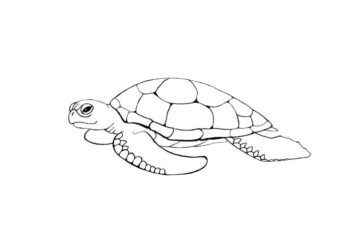 Green turtle coloring pages