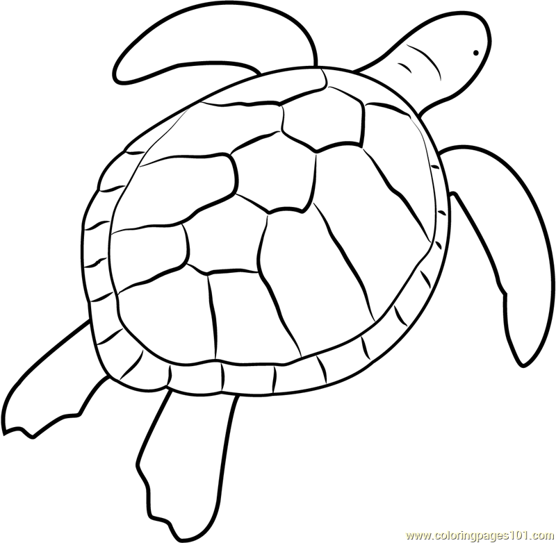 Green sea turtle coloring page for kids