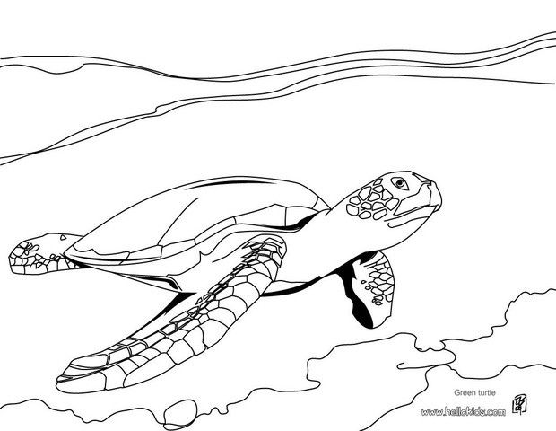 Green turtle coloring pages