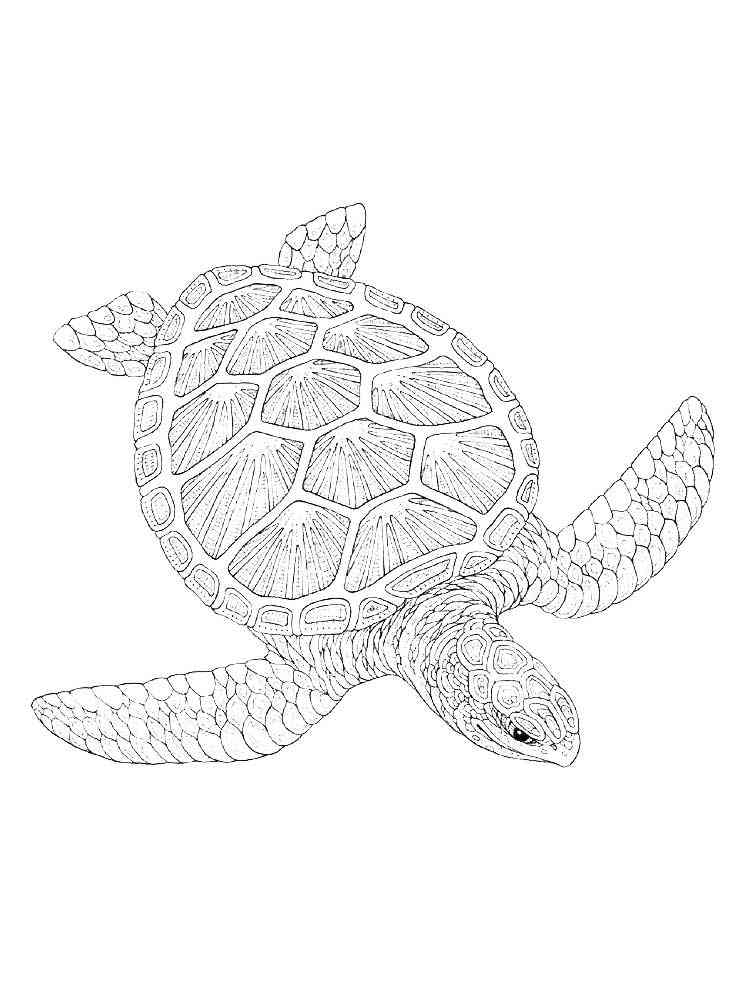 Turtle coloring pages for adults