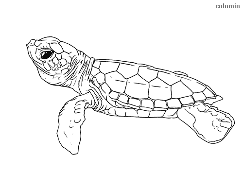 Turtles coloring pages free printable turtle coloring sheets