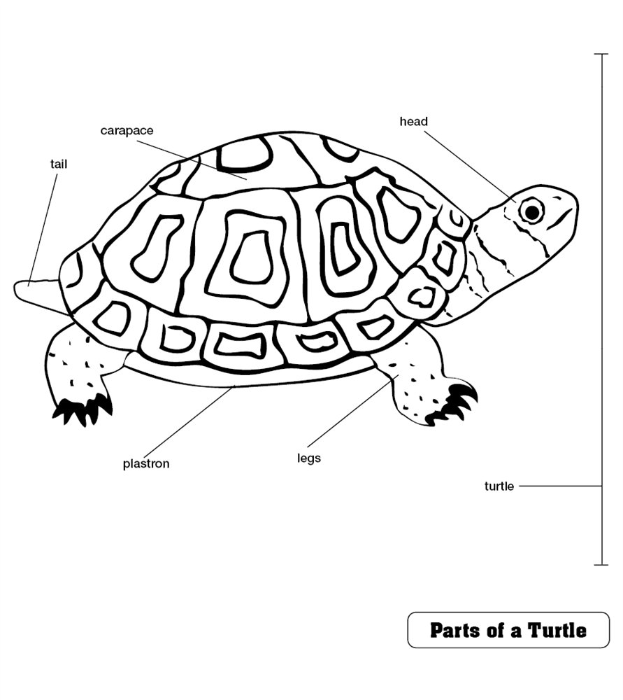 Montessori materials parts of a turtle puzzle control chart