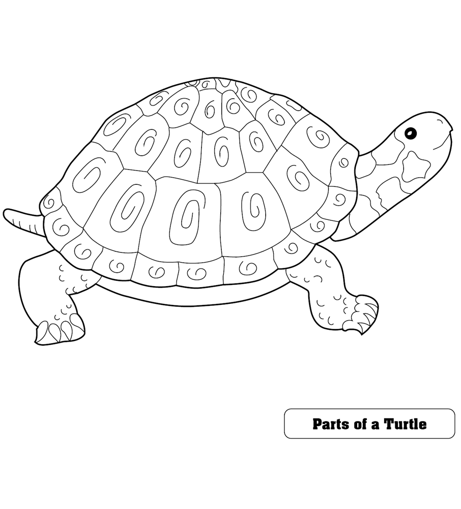 Montessori materials parts of a turtle puzzle control chart premium quality