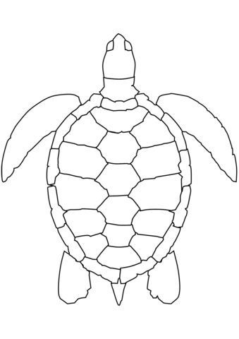 Sea turtle coloring page free printable coloring pages