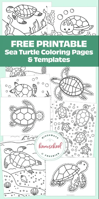 Sea turtle coloring pages free homeschool deals