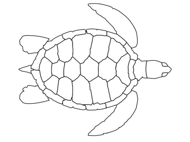 Turtle coloring page nuttin but preschool turtle coloring pages turtle outline animal coloring pages