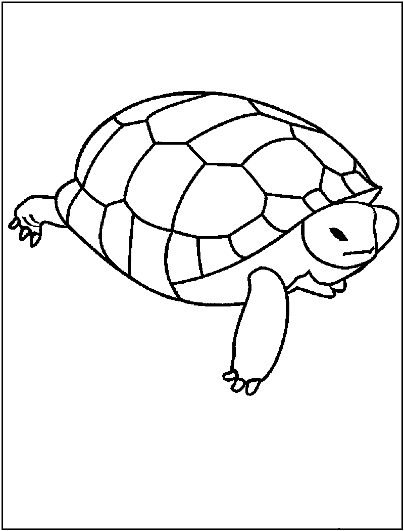 Free printable turtle coloring pages for kids