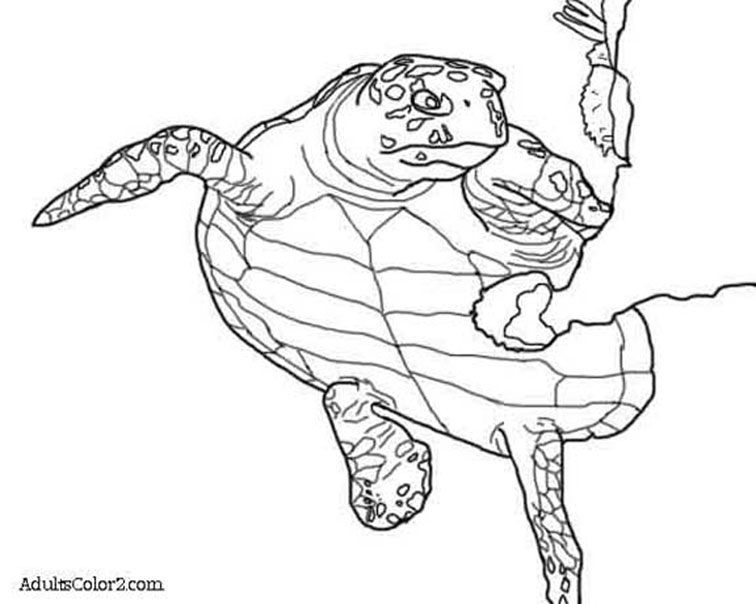 Sea turtle coloring page help hawksbills