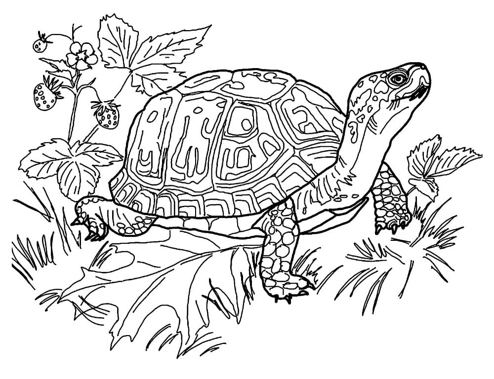 Realistic turtle coloring page