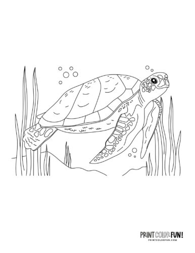 Sea turtle coloring pages clipart at