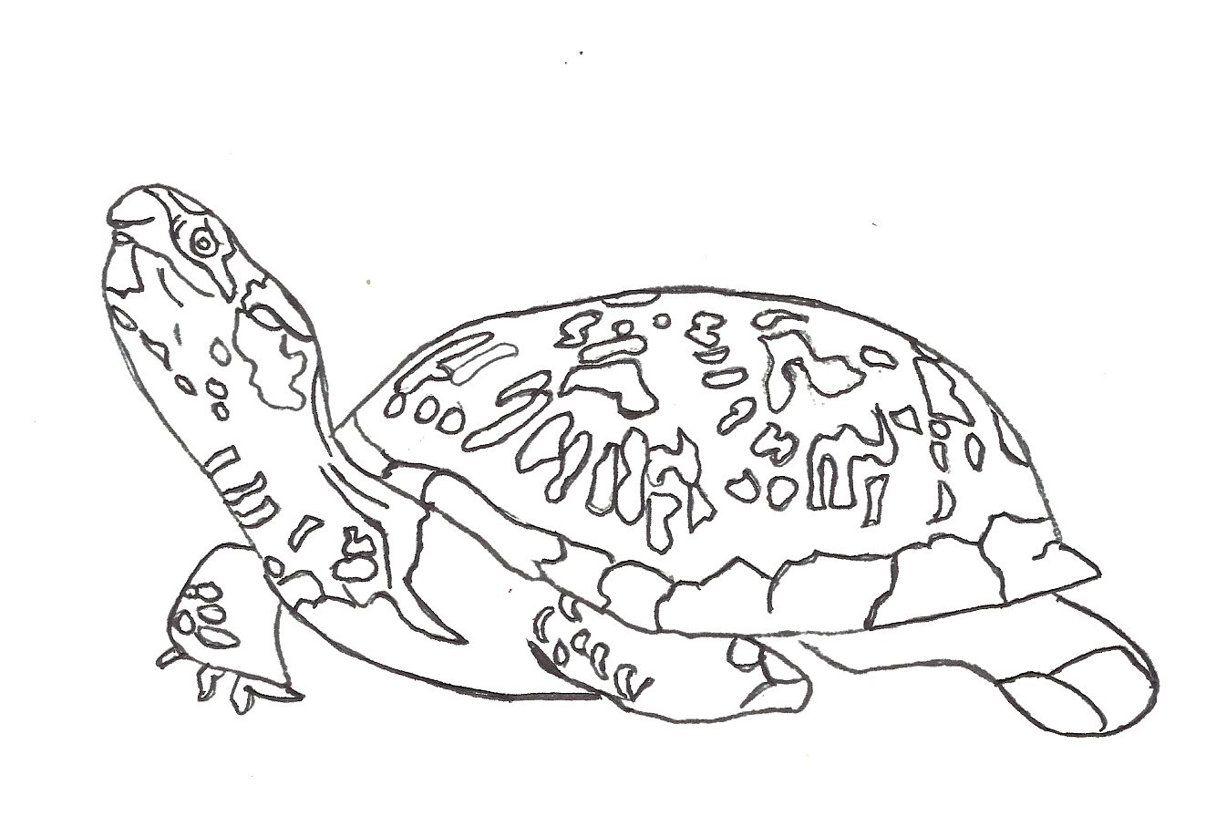 Free printable turtle coloring pages for kids