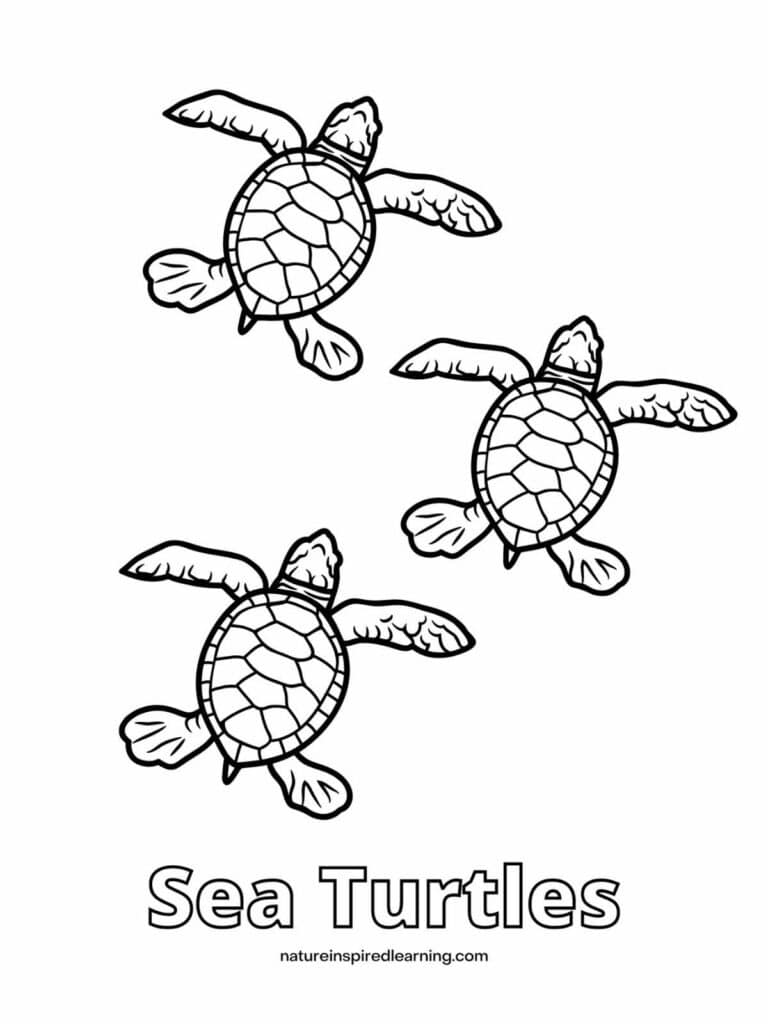 Beautiful sea turtle coloring pages