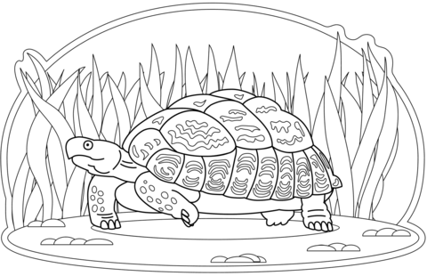 Turtle coloring page free printable coloring pages