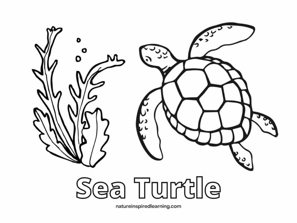 Beautiful sea turtle coloring pages