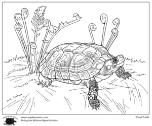 Celebrate turtlesâ coloring contest for kids harris center