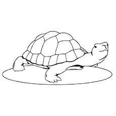 Top free printable turtle coloring pages online