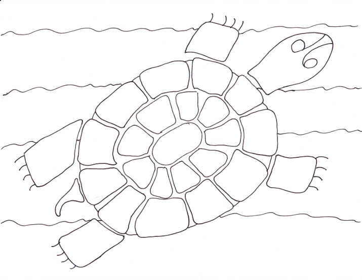 Swimming turtle coloring page â wee folk art