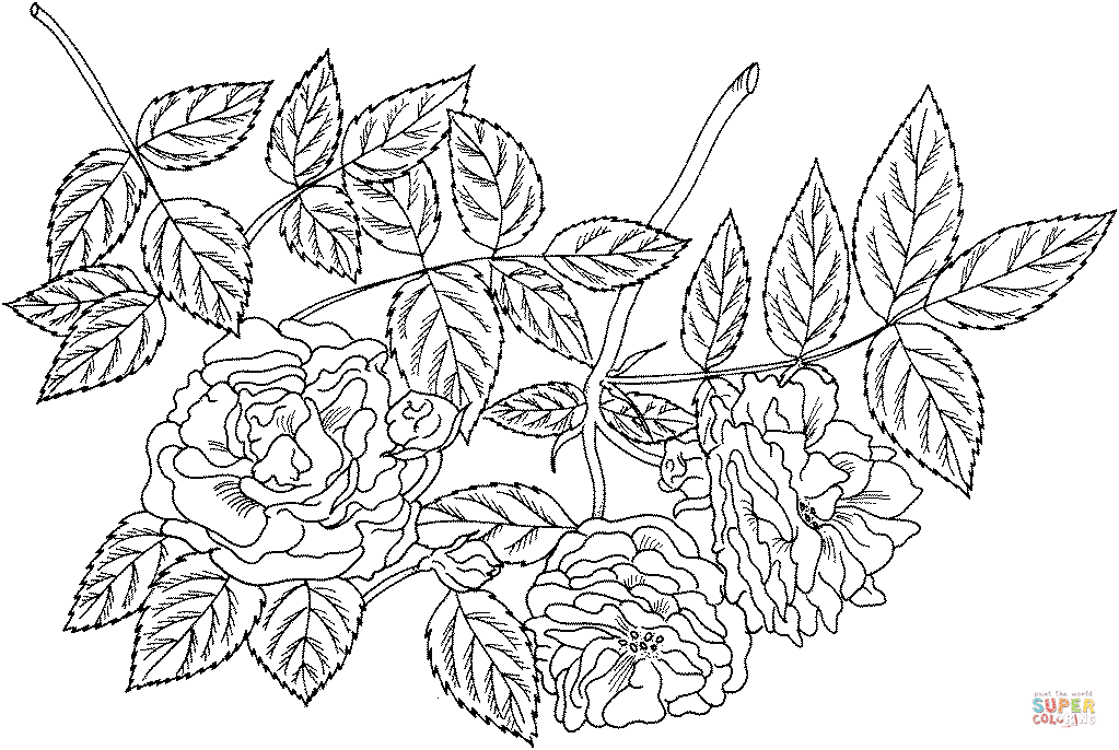 Tuscany superb gallica rose coloring page free printable coloring pages