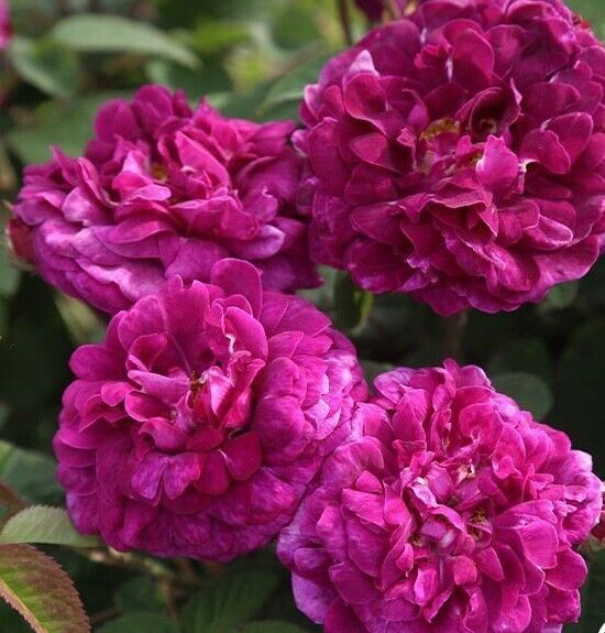 Tusny superb double bloom rose seeds countgermination instructions included