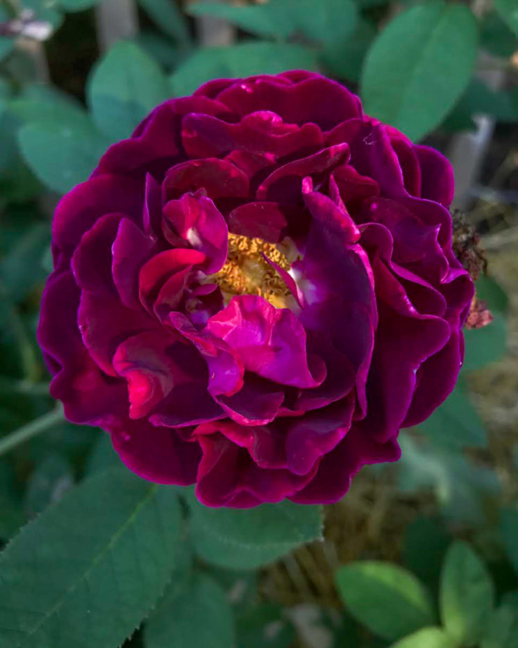 Our former garden a collection of gallica roses â hedgerow rose