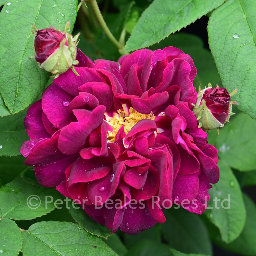 Tuscany superb shrub rose peter beales roses